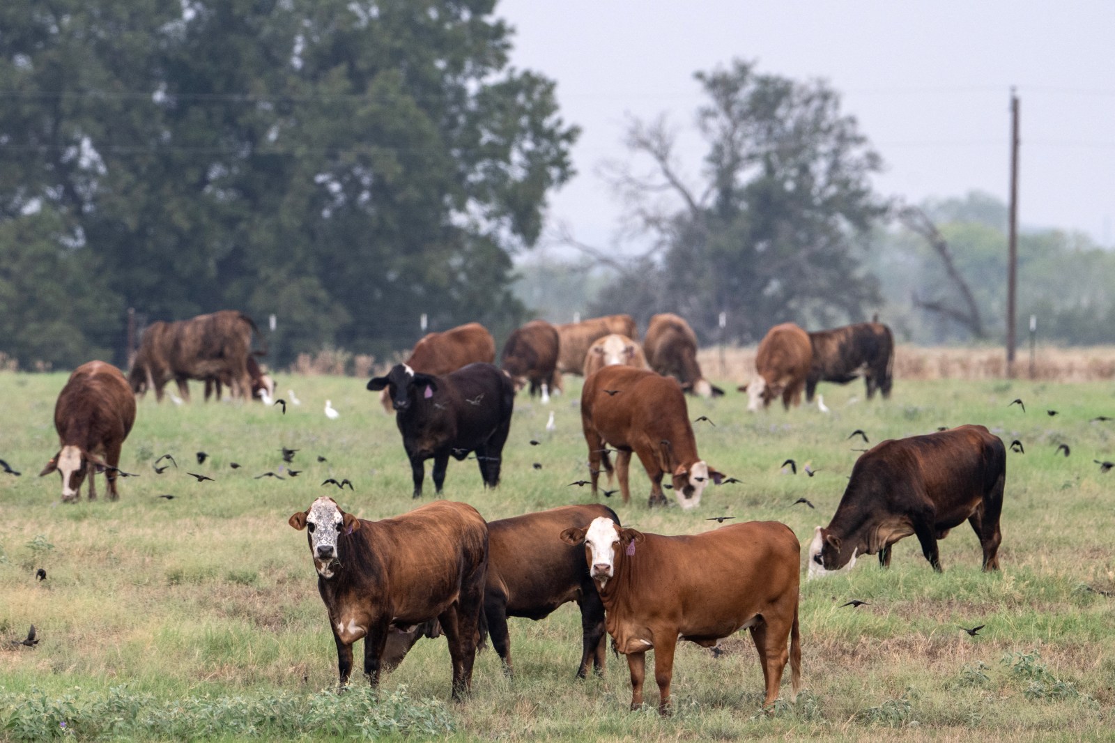 Cattle Industry Groups Raise Alarm Over Immigration Enforcement Impact
