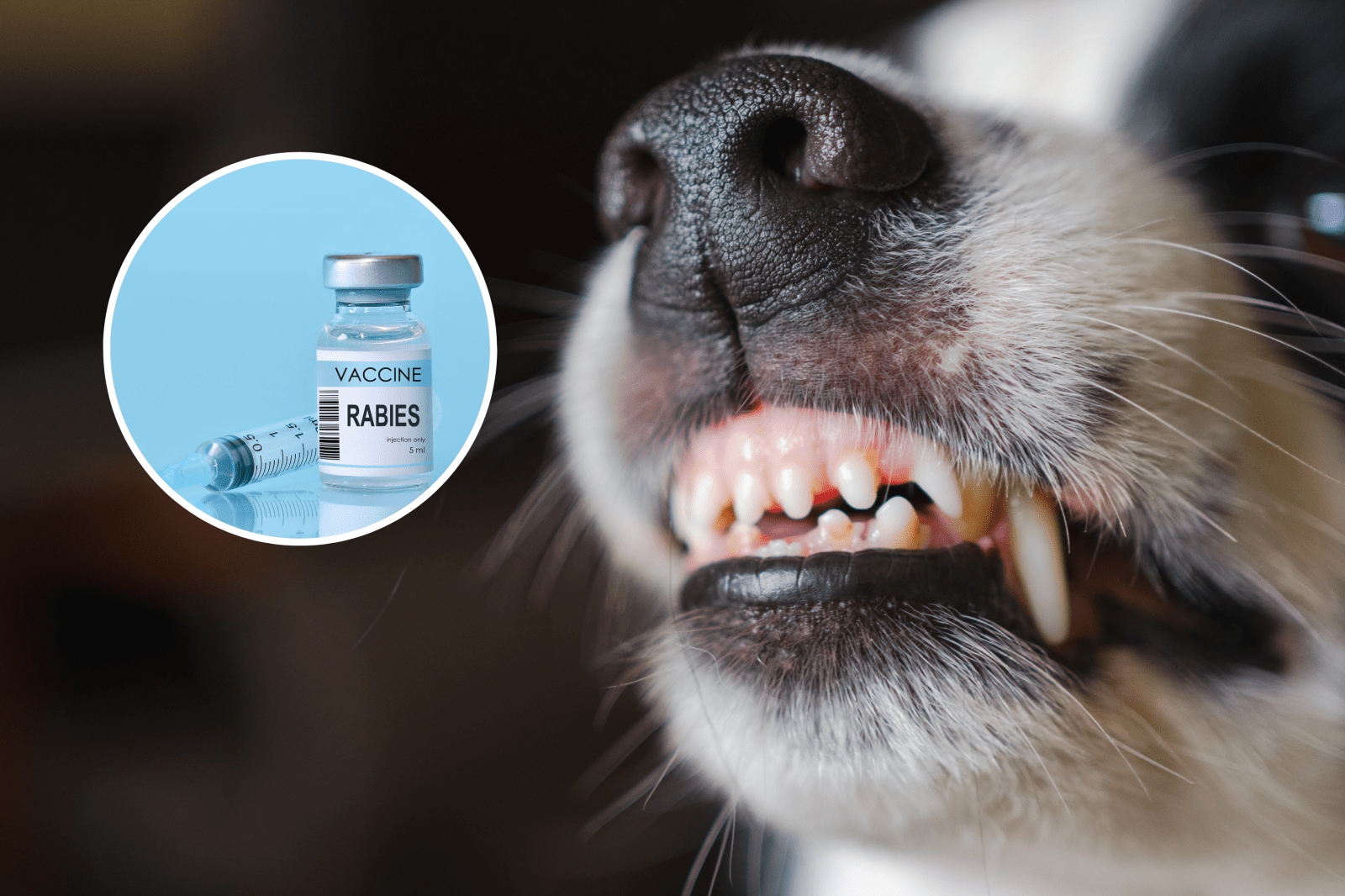 CDC Issues Advisory on Rising Rabies Cases in the U.S.