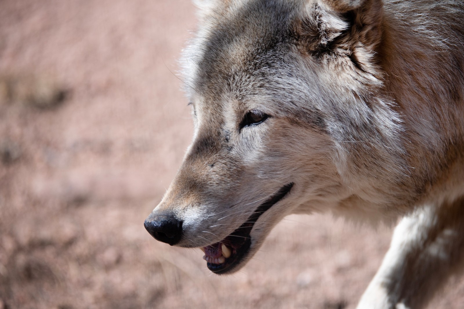 Federal Review of Wolf Protections Ordered by Trump