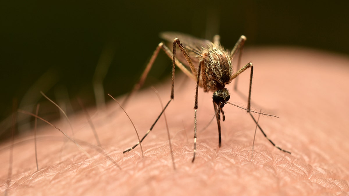 Florida Intensifies Efforts to Control Dengue Fever Spread
