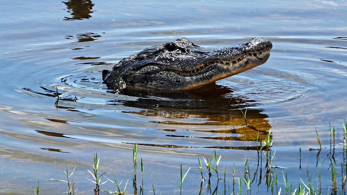 Child in Florida Hospitalized After Alligator Bite