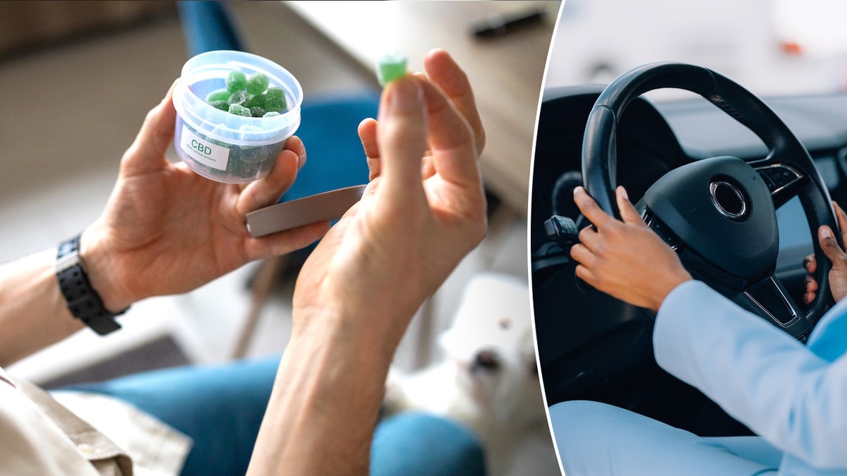 Driving Under the Influence of Cannabis Edibles: Study Uncovers Risks