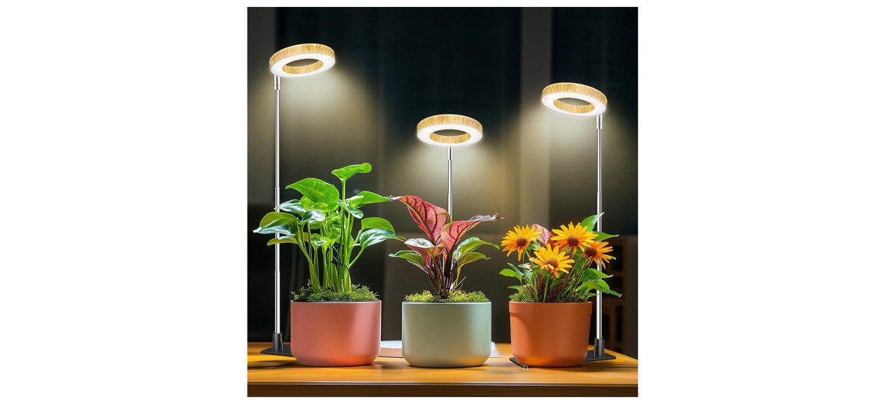 Essential Tools for Indoor Plant Care as Summer Ends