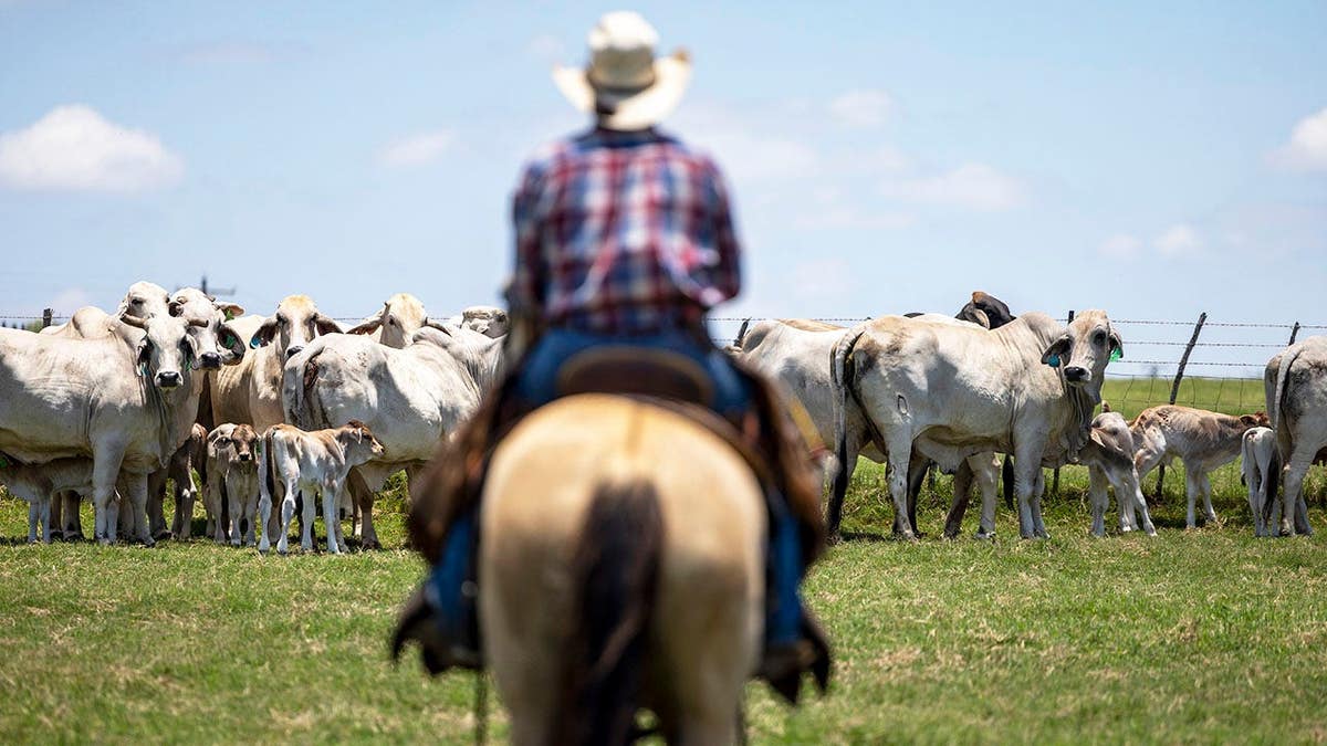 Republicans Warn Trump Over Foreign Beef Imports Amid Rising Costs