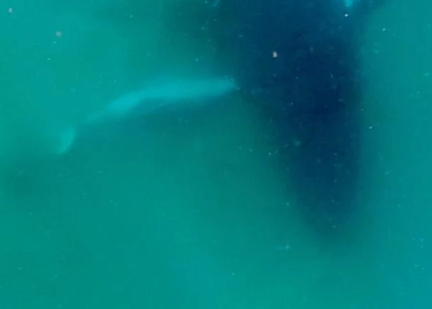 Grief Observed in Humpback Whales: New Insights into Marine Mammal Emotions