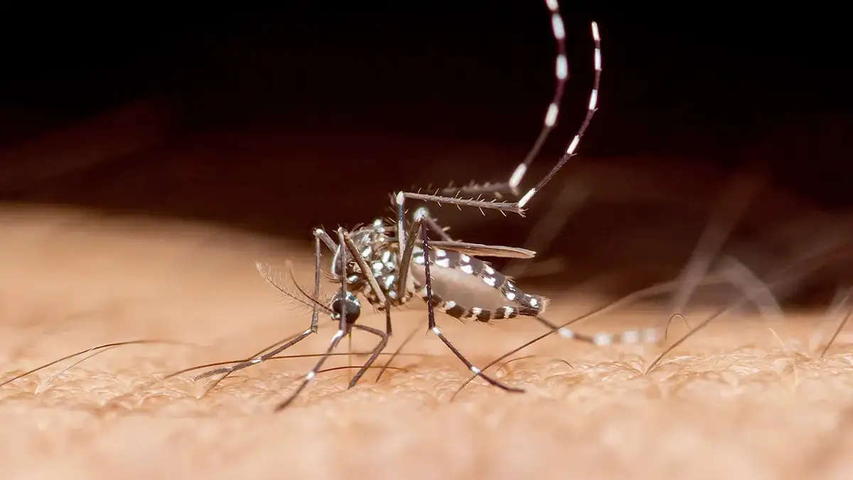 First Dengue Fever Death in Florida in 2026 Raises Concerns