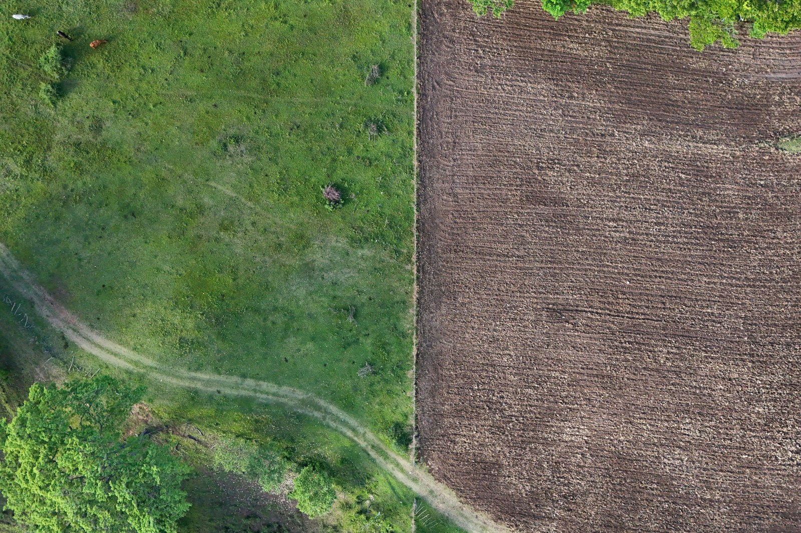 Intensifying El Niño Threatens Global Food Security and Prices