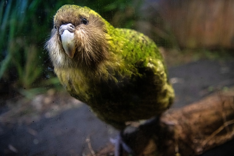 Record Population Growth for the Kakapo Parrot in New Zealand