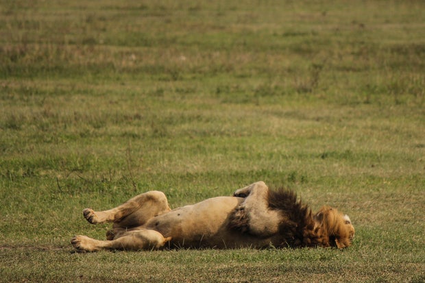 Suspected Poisoning Kills Lions in Tanzania’s Ngorongoro Conservation Area