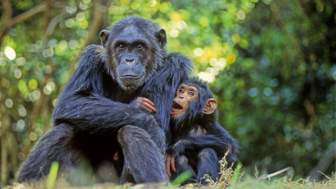 Chimpanzees Demonstrate Self-Medication Practices
