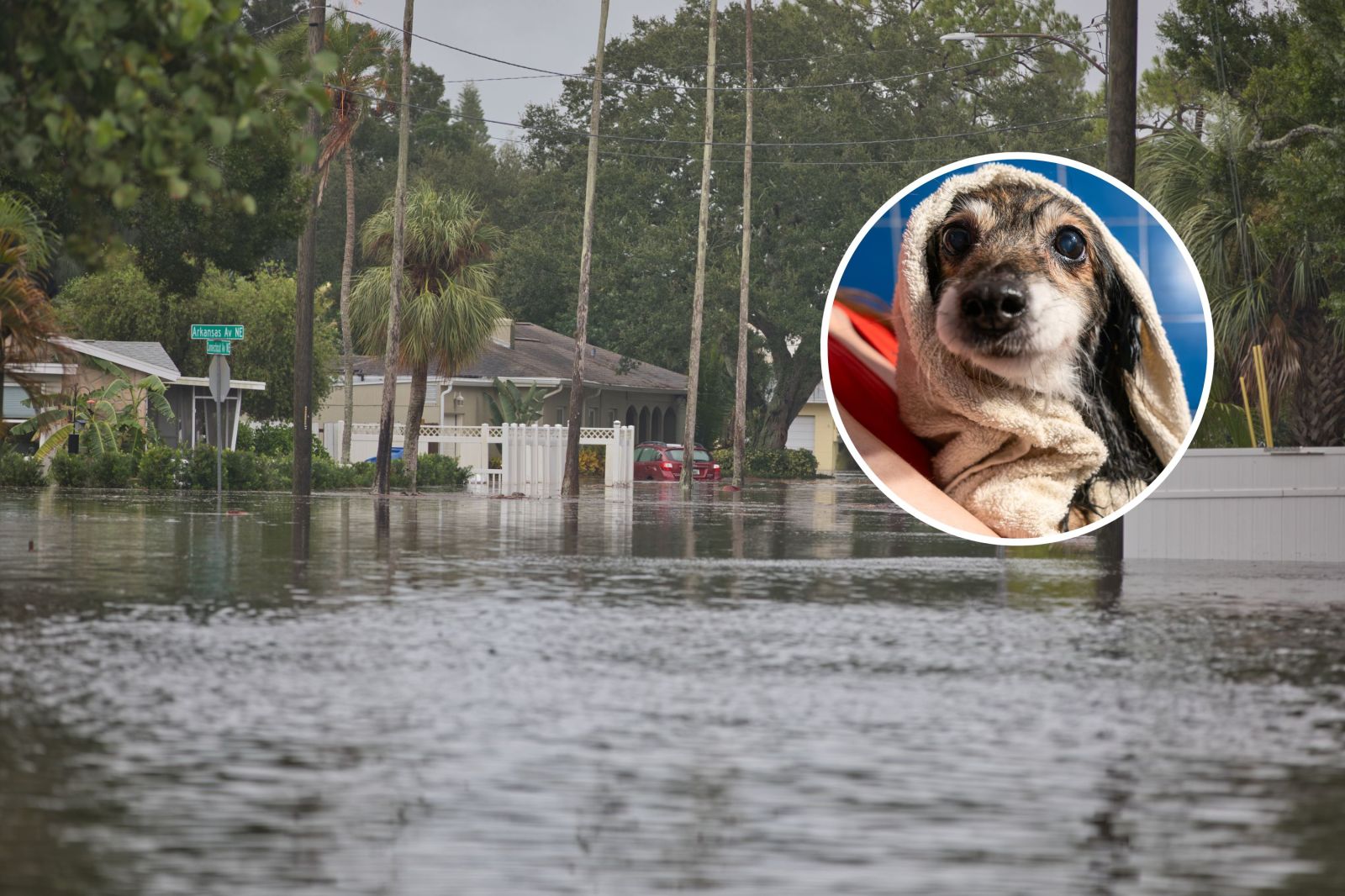 Preparing Pets and Livestock for an El Niño Winter
