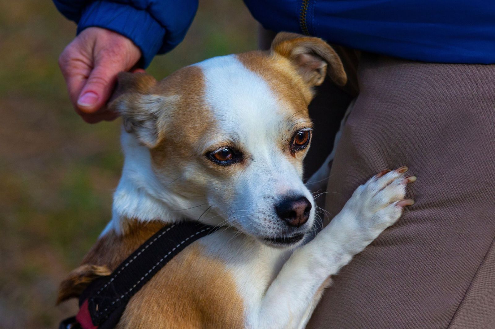 Helping Dogs Adapt When Owners Experience Hearing Loss