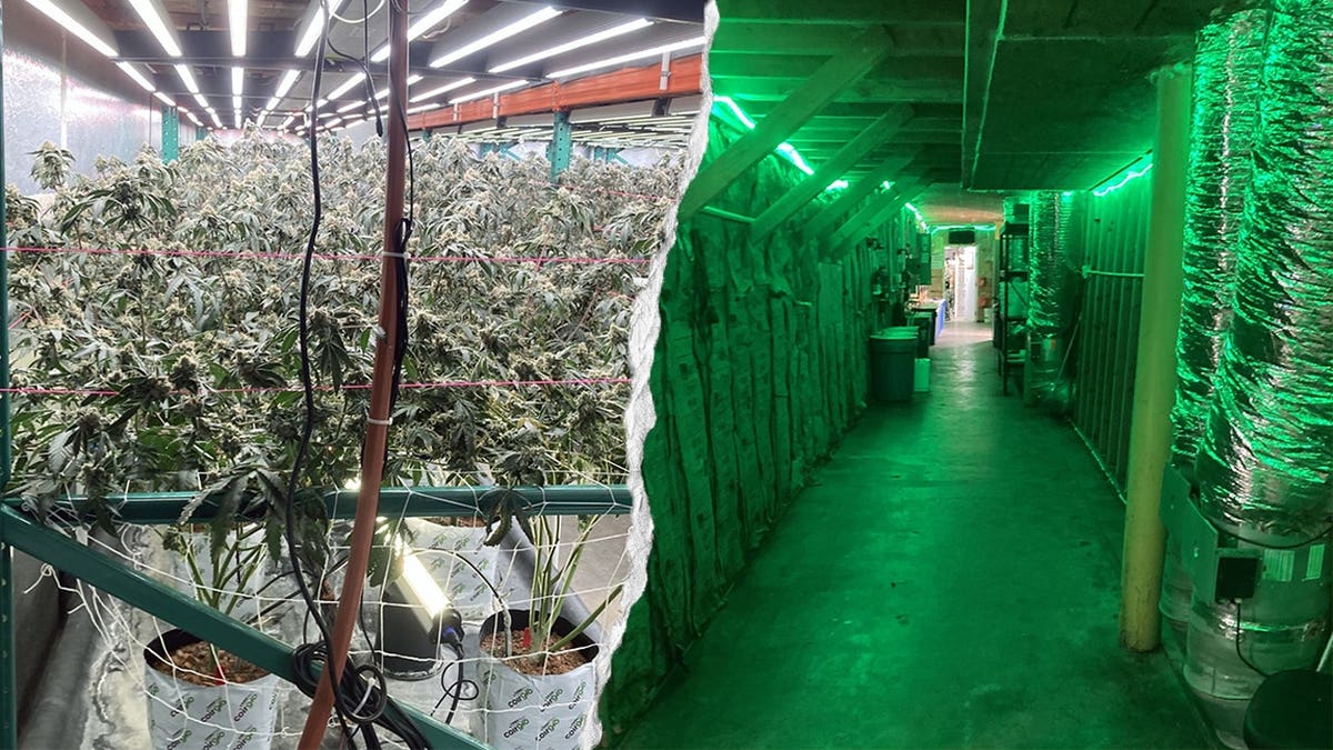 Efforts Urged to Combat Illegal Marijuana Cultivation in Northern California