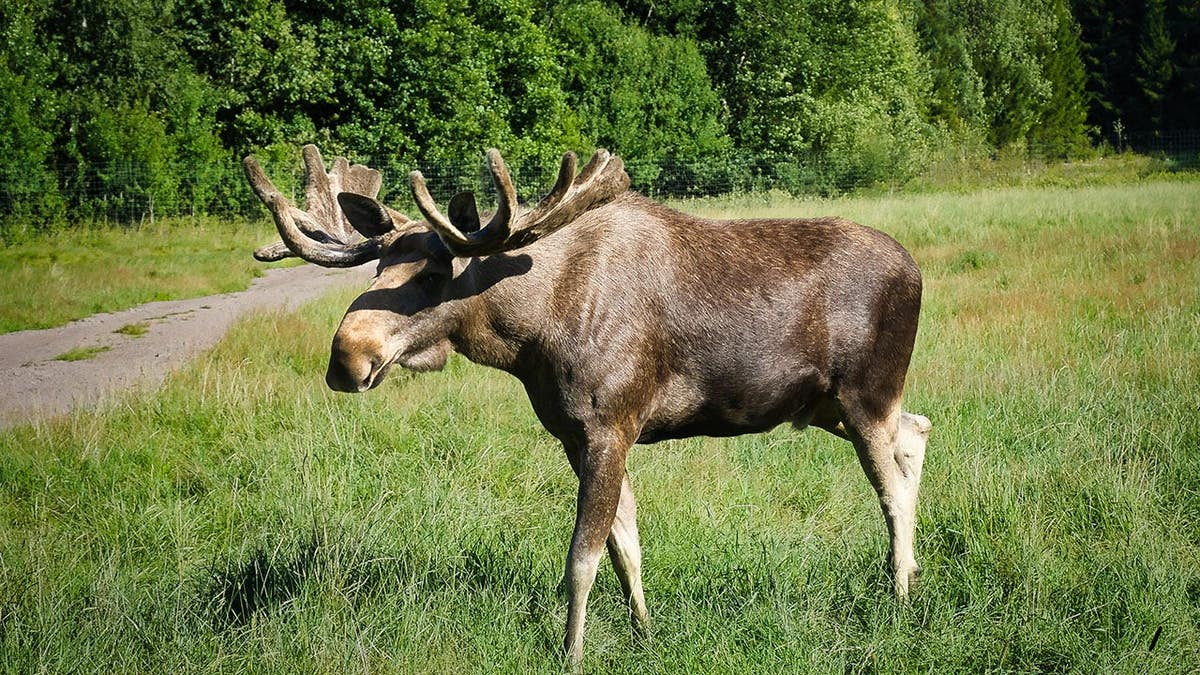 Moose Brawl in Colorado: Observing Wildlife from a Safe Distance