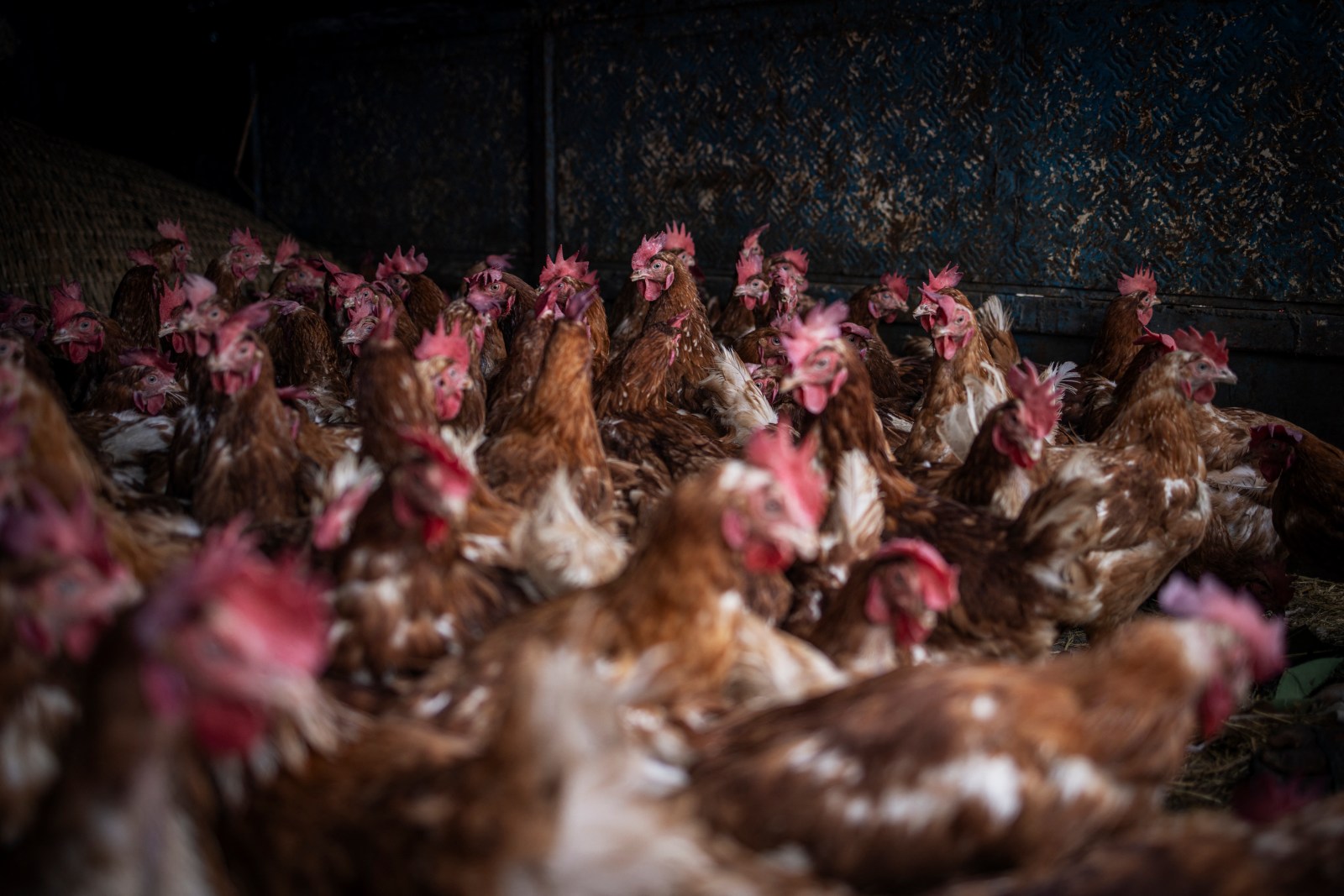 Enhancing Food Security through Poultry Farming in Africa