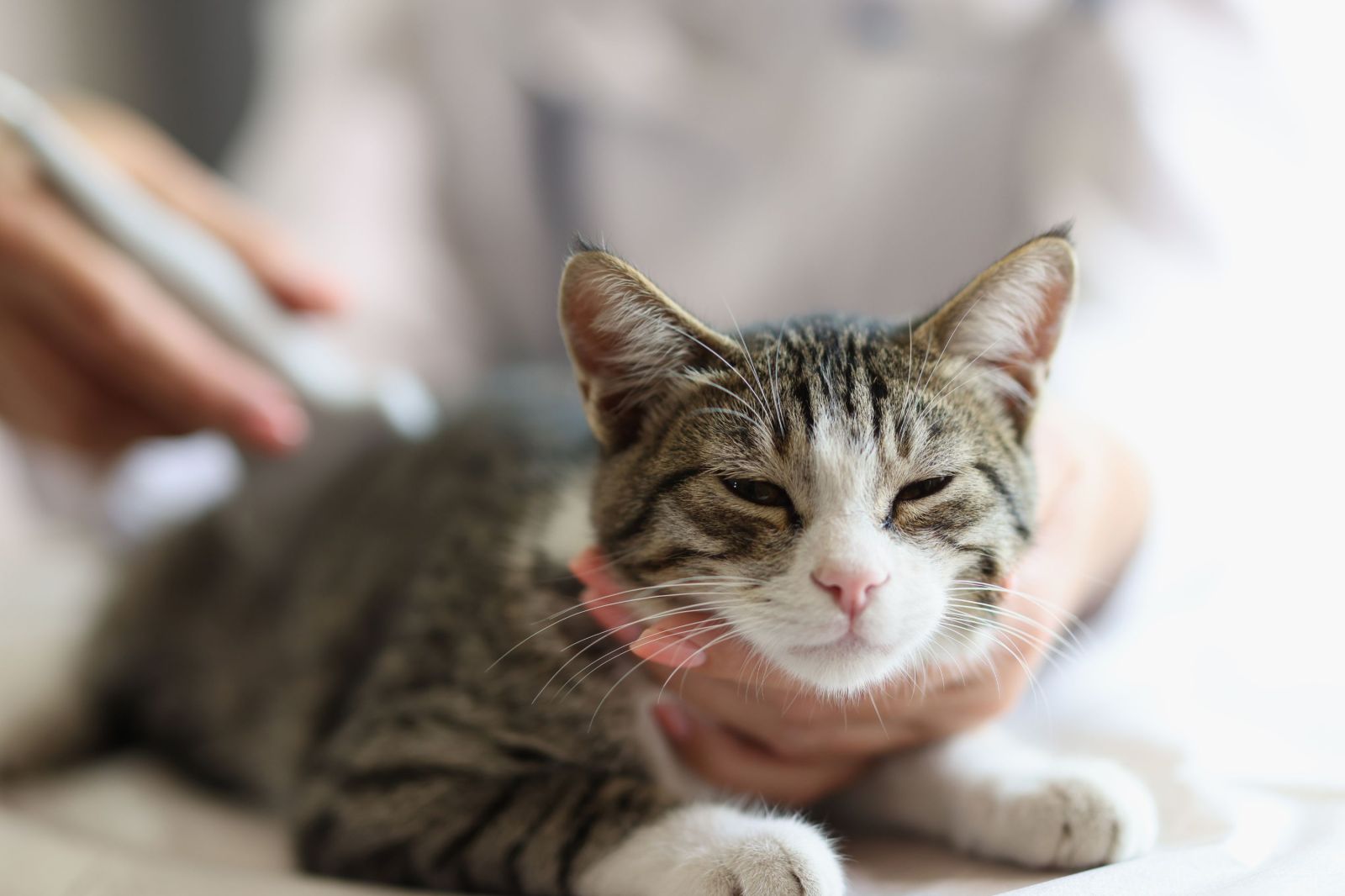 Contaminant Levels in U.S. Cat Foods Raise Concerns