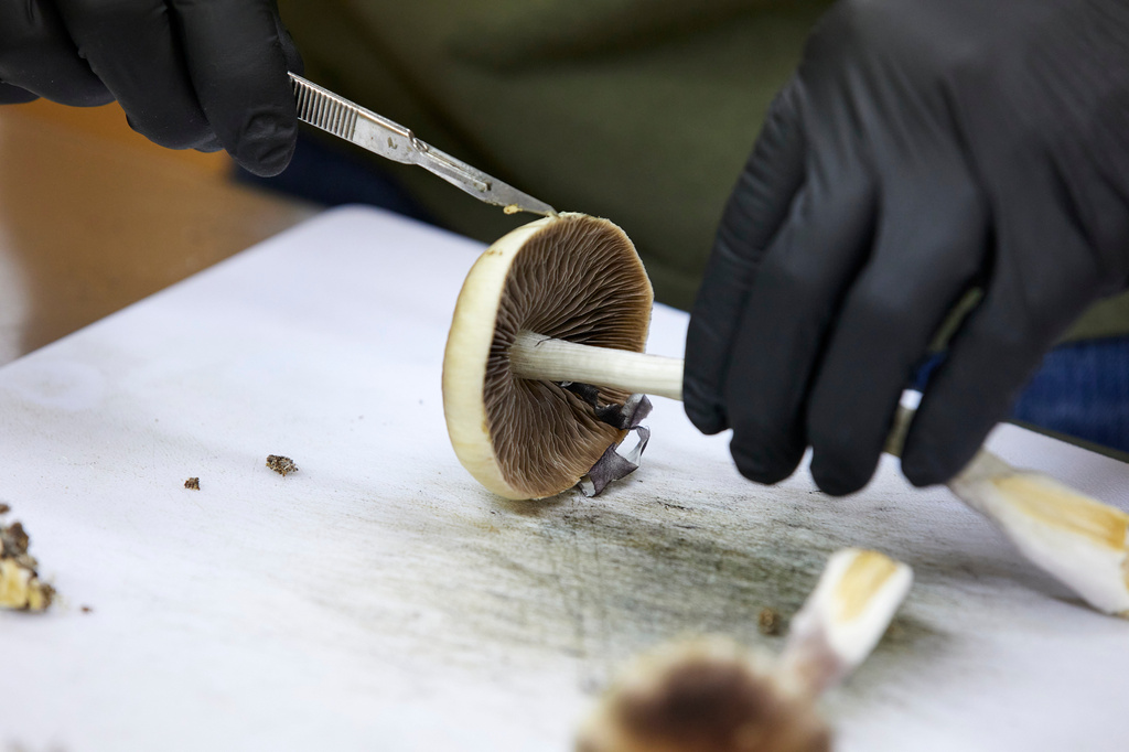 Advancing Psychedelic Therapies for Mental Health Support