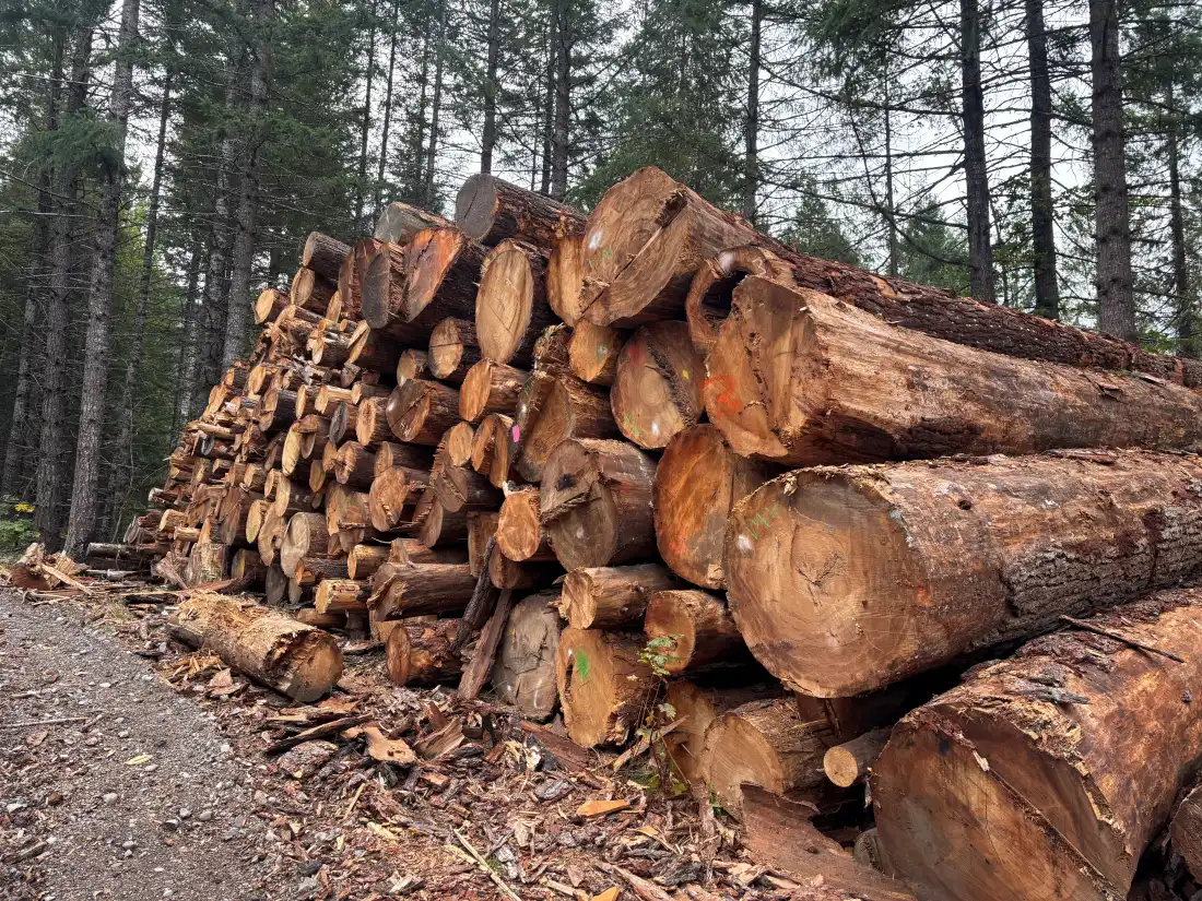 Challenges and Changes in the Timber Industry Following Roadless Rule Repeal