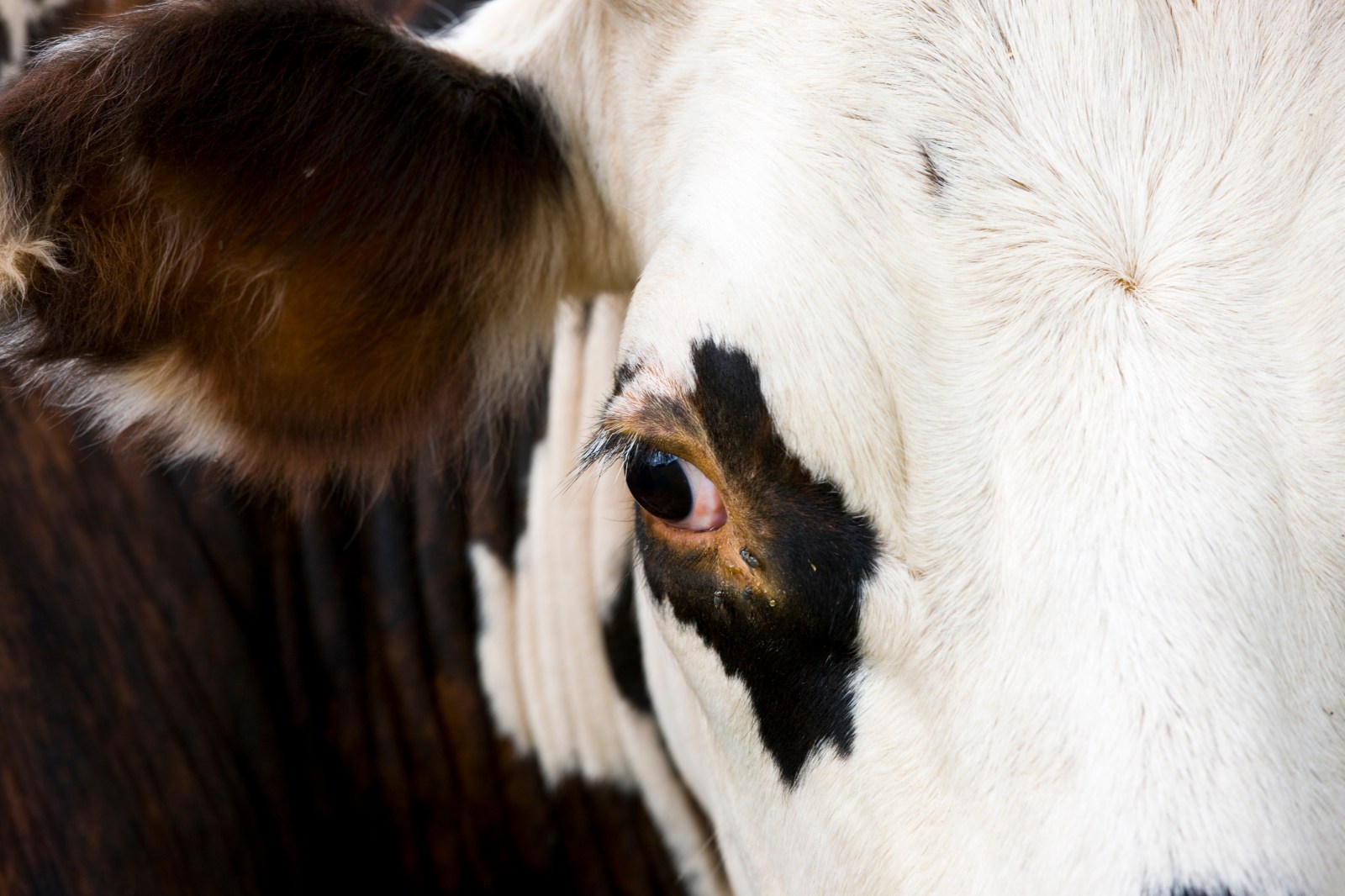 Cattle Truck Crash in Kansas City Leads to Cows Roaming Streets