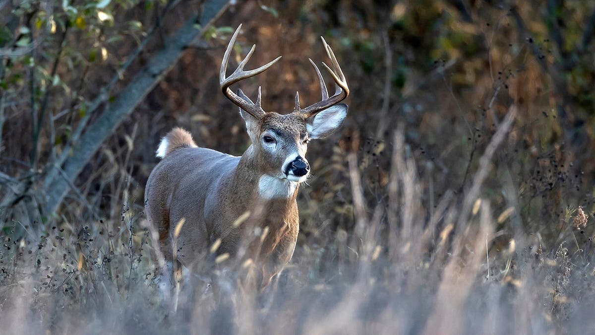 Viral Video Captures Unusual Scene of a White-Tailed Buck