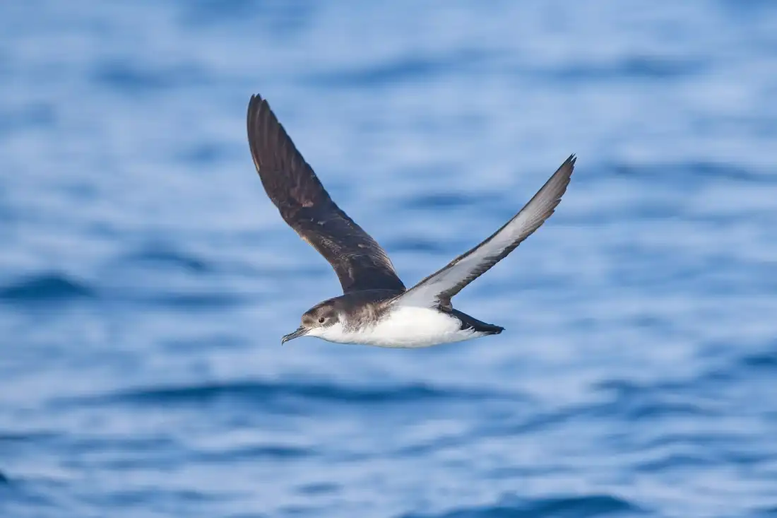 Manx Shearwaters Experience Jet Lag During Migration
