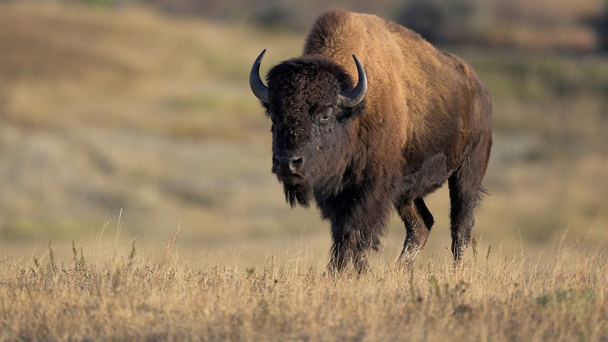 Bison Encounters in Yellowstone: A Growing Concern