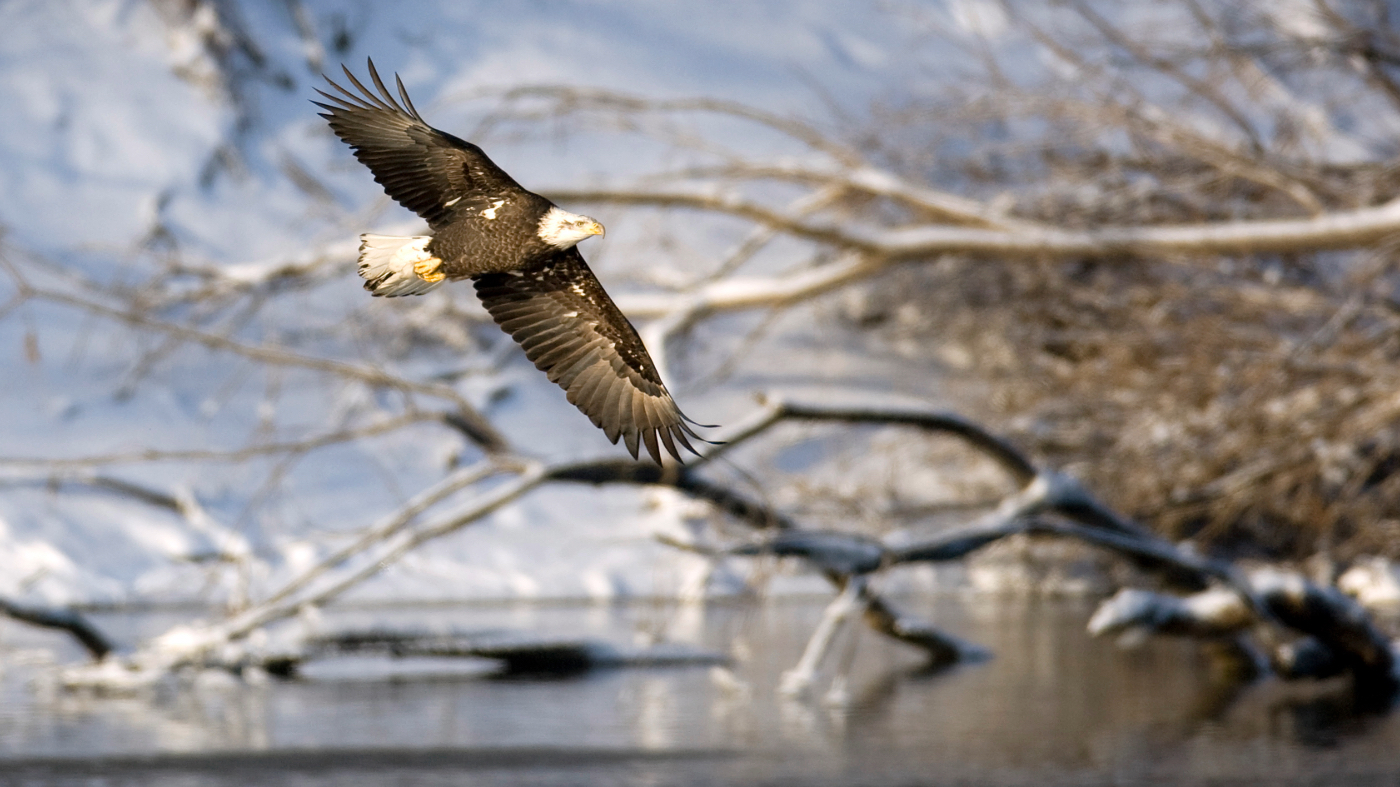 Debate Over Endangered Species Act Amid U.S. Infrastructure Needs