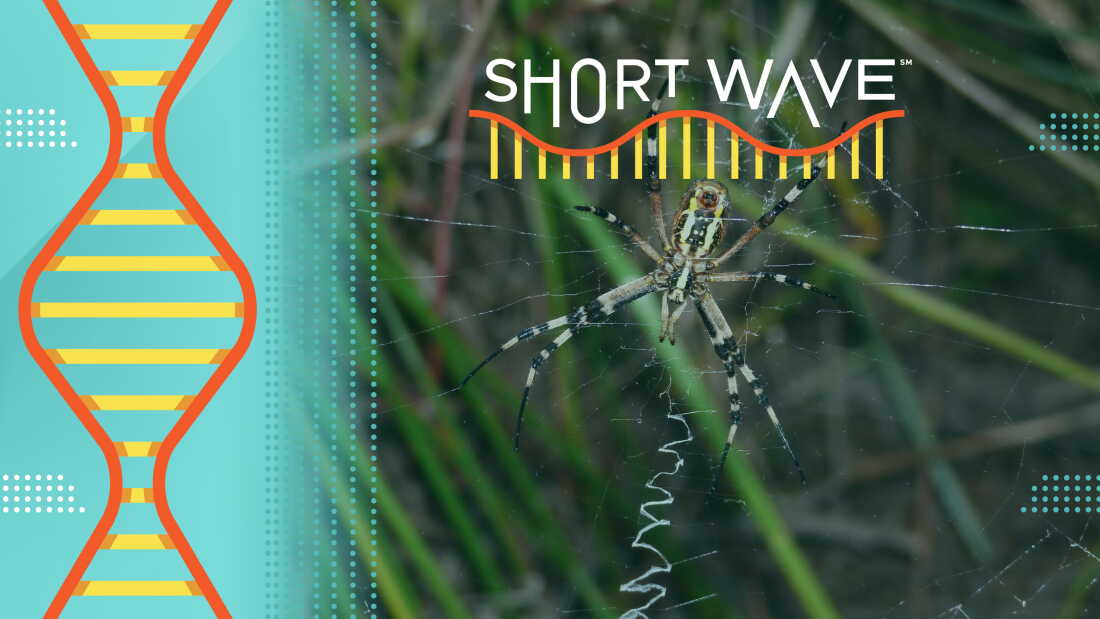 Exploring Spider Webs, TV Pixels, and Storytelling