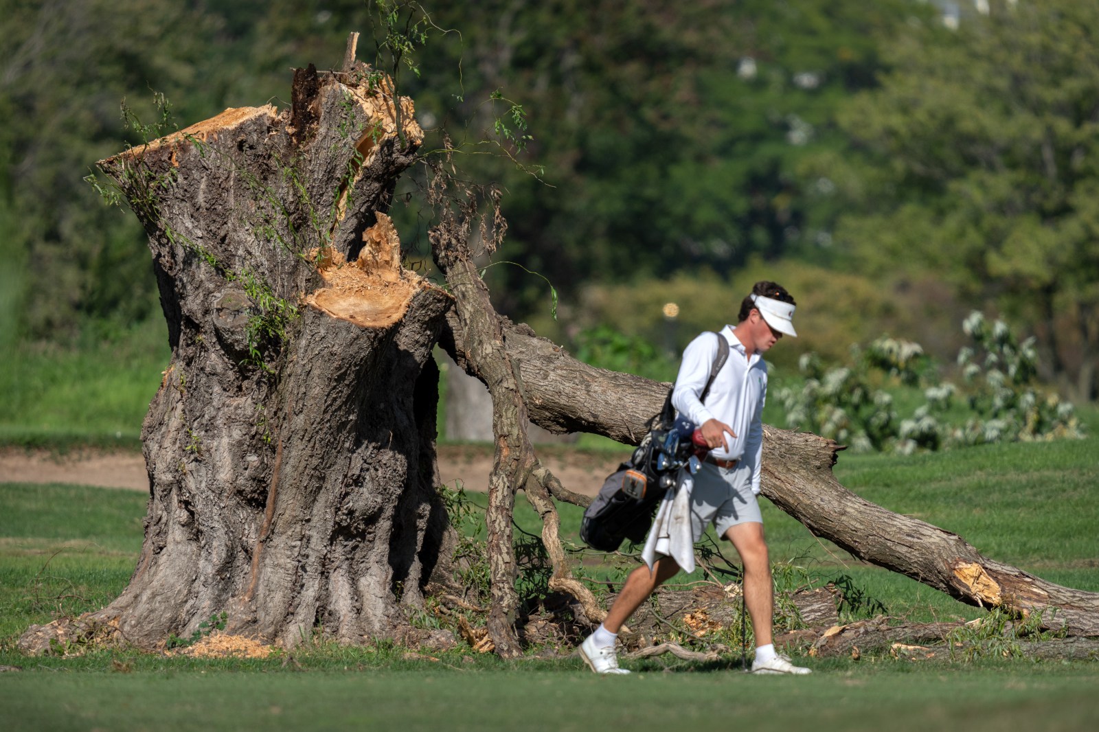 Trump Administration Seeks Judge’s Recusal in Tree Removal Case