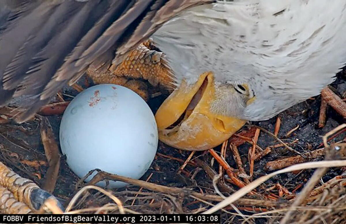 Eagle Jackie: An Analysis of Her Mysterious Demise