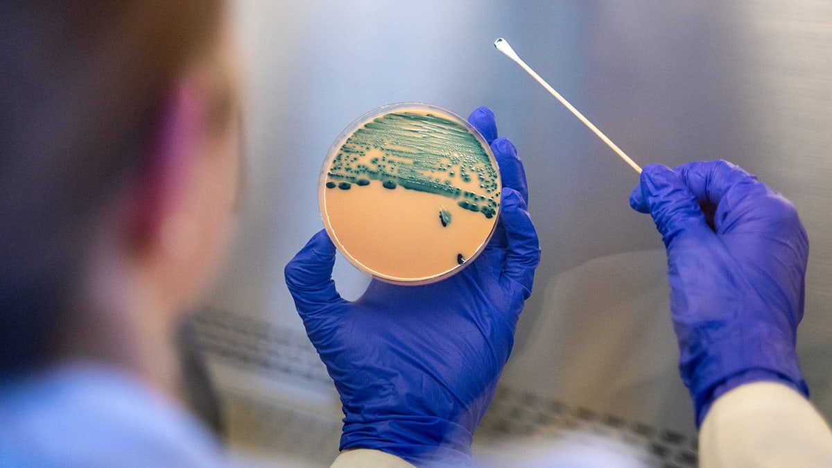 Increasing Antibiotic Resistance in Shigella Strains Raises Treatment Concerns