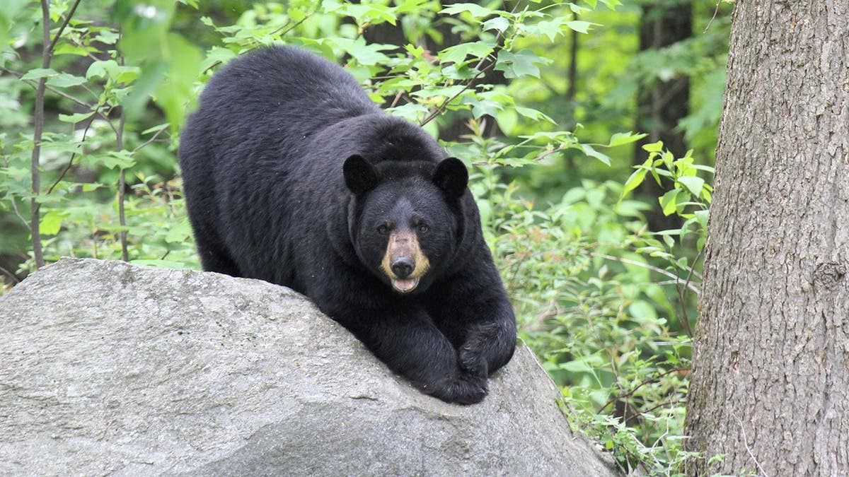 Bear Takes Unplanned Tour of Alaska Hospital, Finds Candy Treasure