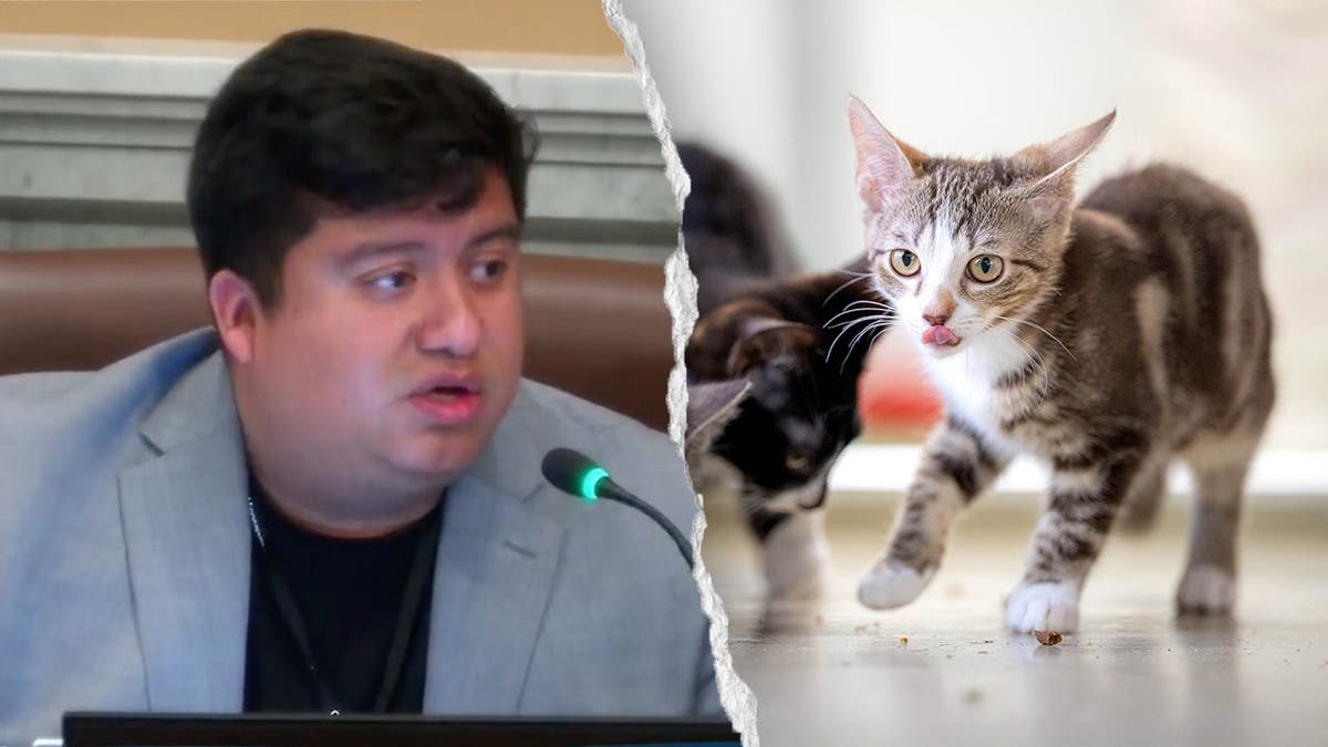 Minneapolis Council Member Raises Concerns Over Waymo Cars and Impact on Cats