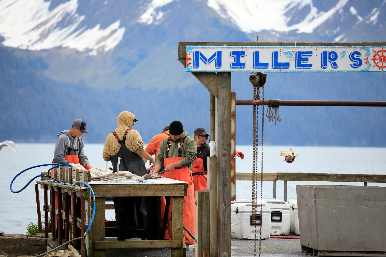 Alaska Midterms: Fishing Industry Shapes Crucial Senate Race
