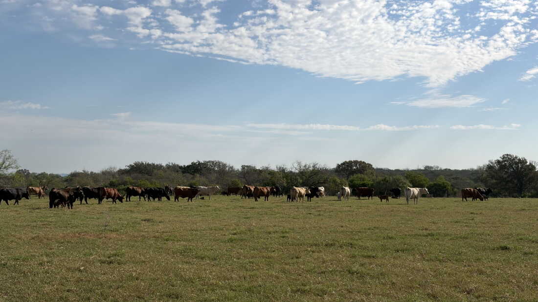 Impact of Rising Beef Prices on Texans