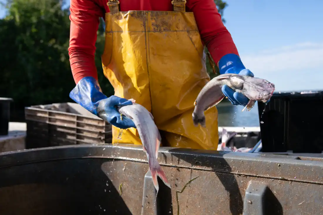 Combating Invasive Blue Catfish in Chesapeake Bay