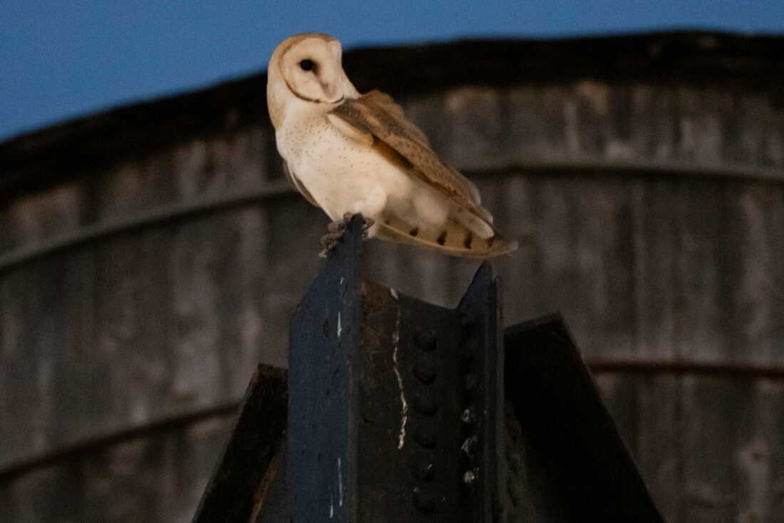 Barn Owls Make Historic Nest on Upper West Side